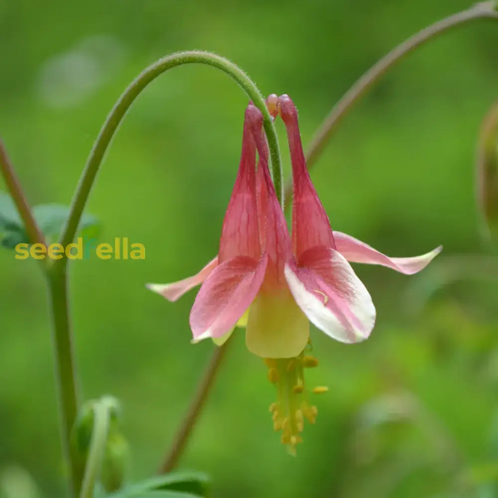 Red Aquilegia Canadensis Flower Seeds  Perfect For Spring Planting