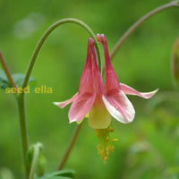 Red Aquilegia Canadensis Flower Seeds  Perfect For Spring Planting