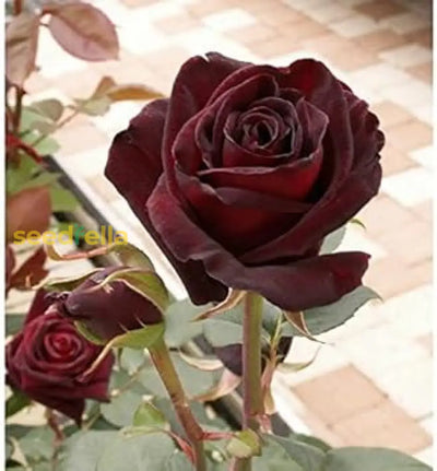 100 Pcs