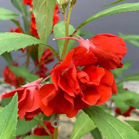 Red Balsamine Flower Seeds