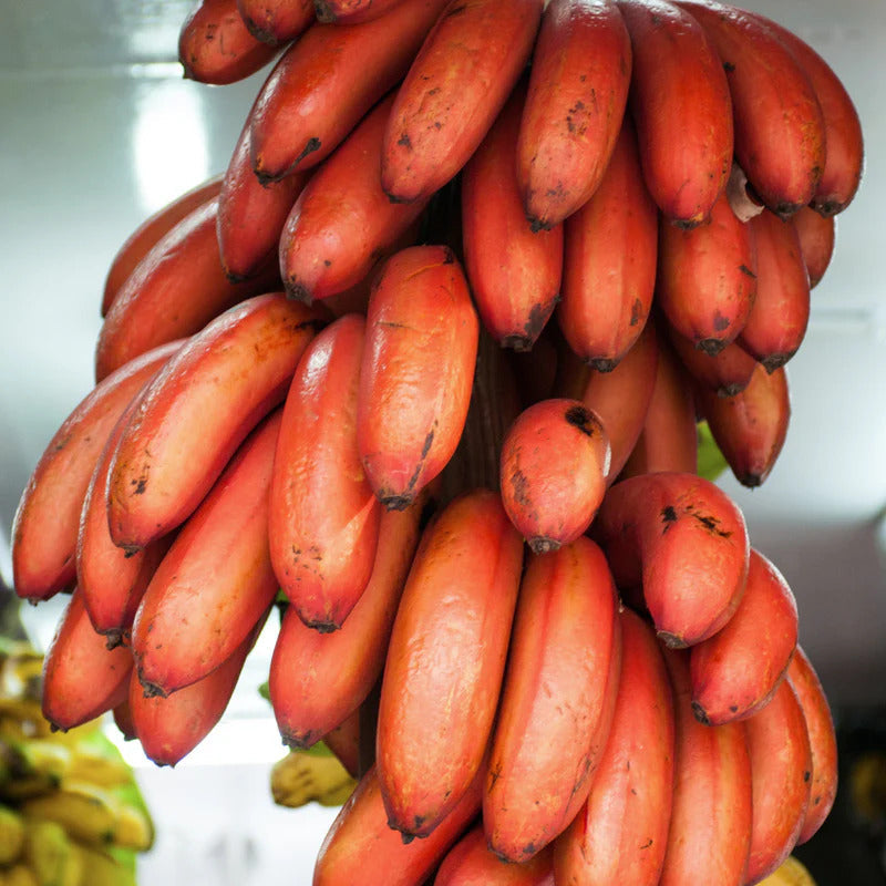 Red banana seeds for planting