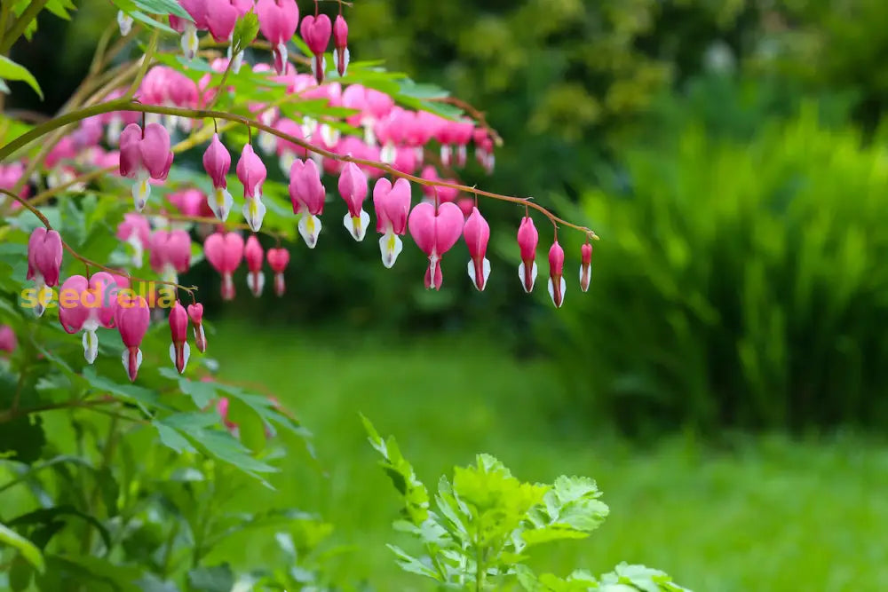 Red Bleeding Heart Planting Seeds  Perennial Flower For Spring & Fall