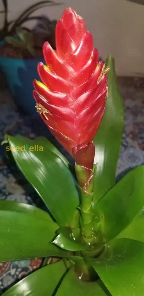 Red Bromeliad Plant Seeds For Colorful Indoor & Outdoor Planting Flower