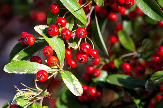 Red Chokeberry (Aronia arbutifolia) seeds for planting