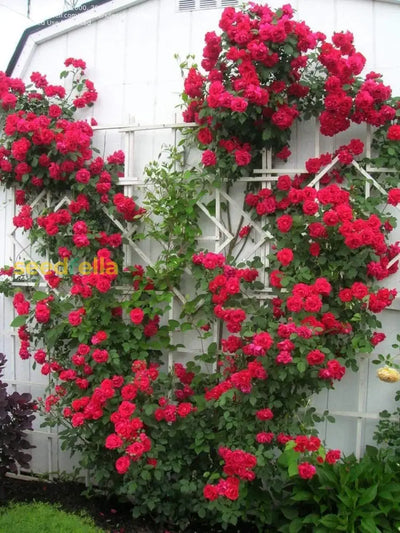 100 Pcs