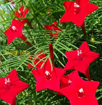 Red Cypress Flower Planting Seeds - Grow Vibrant Flowers For Your Garden