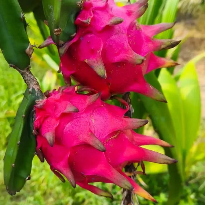 Dragon Fruit Seeds for Easy Planting