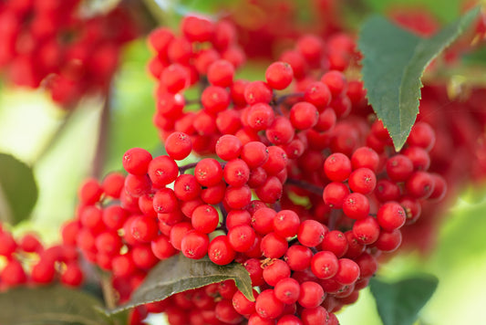 Red Elderberry Seeds Sambucus racemosa scarlet mountain elder shrub