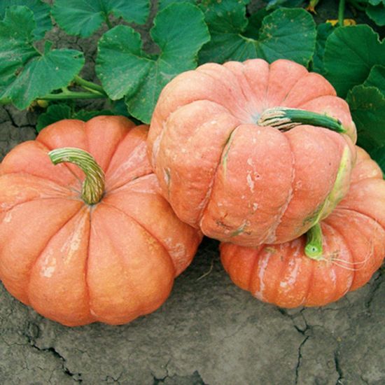 Bright Red French pumpkin growing in the garden