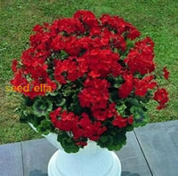 Red Geranium Breakaway Flower Seeds For Vibrant Planting