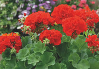 Red Geranium Breakaway Flower Seeds For Vibrant Planting