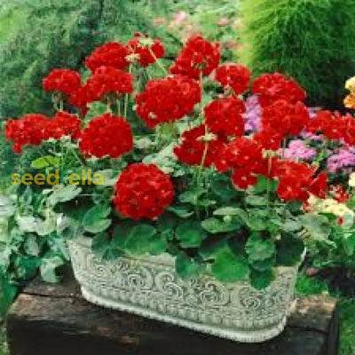 100 Pcs
