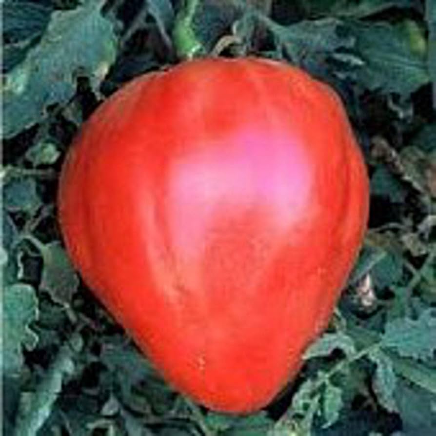 Closeup of Red Heart Tomato Seeds producing red heart-shaped tomatoes