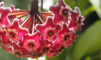 Red Hoya Flower Seeds For Planting - Vibrant Star-Shaped Blooms
