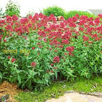 Red Jupiterâ€™s Beard Flower Seeds - Perennial Planting For Vibrant Blooms