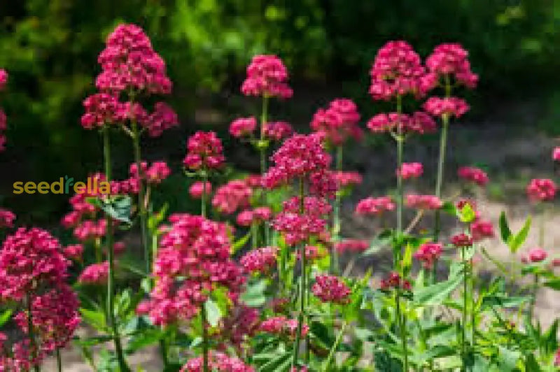 Red Jupiter’s Beard Flower Seeds - Perennial Planting For Vibrant Blooms