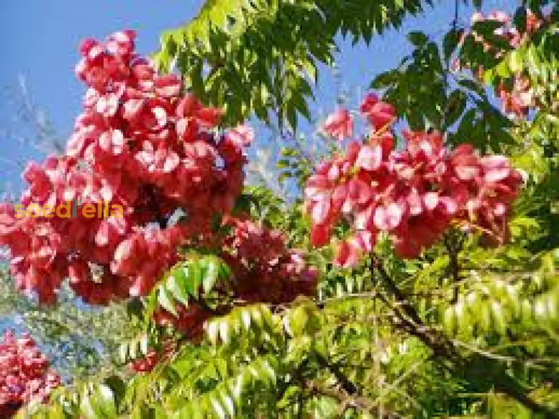 Red Koelreuteria Flower Seeds - Easy Planting For Vibrant Gardens
