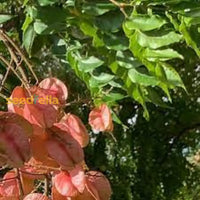 Red Koelreuteria Flower Seeds - Easy Planting For Vibrant Gardens