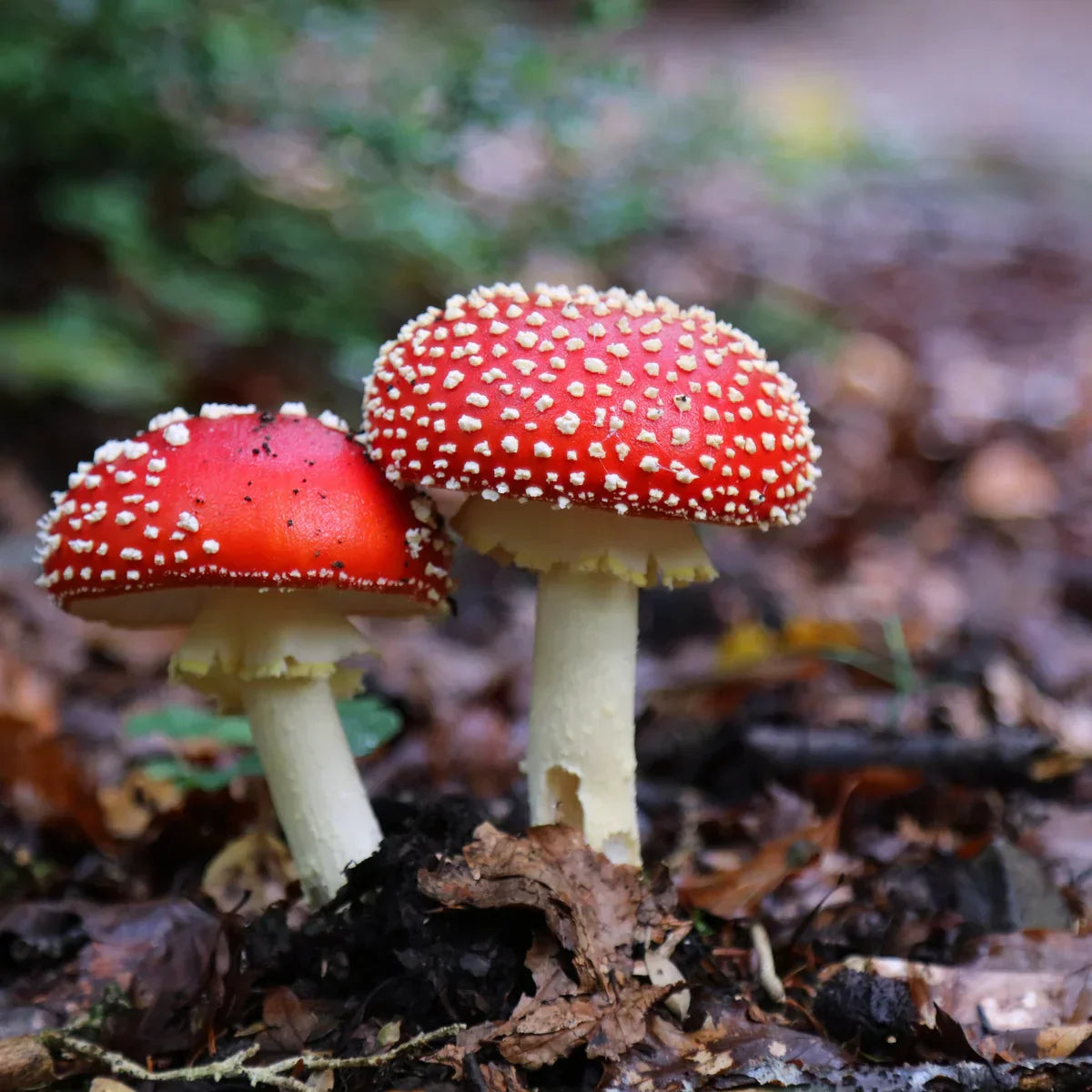Red mushroom seeds for planting