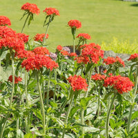 Red Pear tomato plants growing in garden