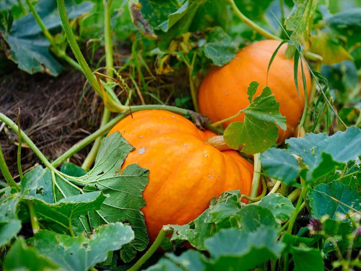 Red pumpkin seeds for planting non GMO variety