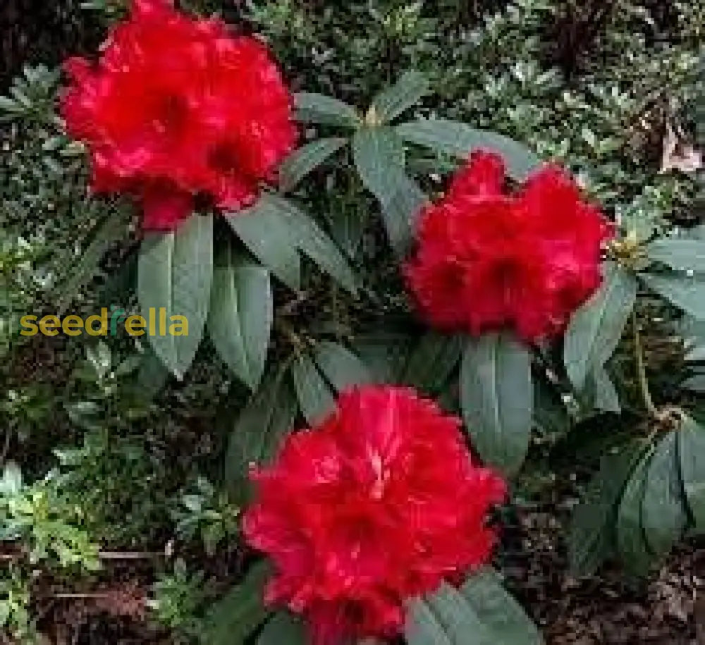 Red Rhododendron Seeds For Planting - Perennial Blooms Flower