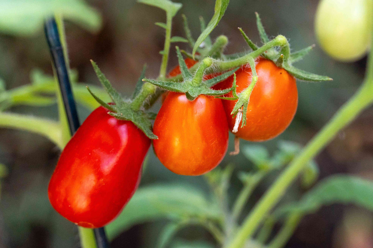 Healthy Red San Marzano plants growing in full sun