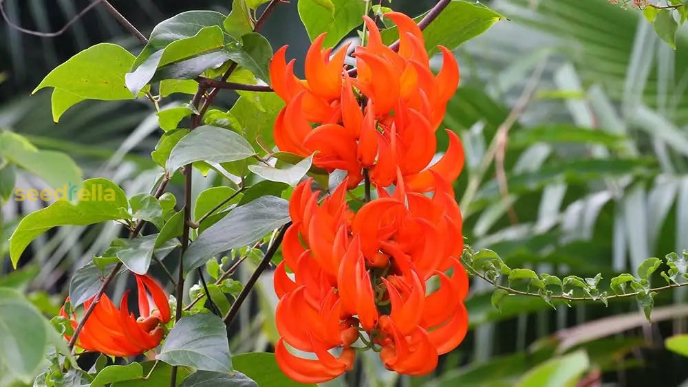 Red Strongylodon Flower Seeds Planting  For Thriving And Vibrant Garden Displays