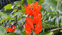 Red Strongylodon Flower Seeds Planting  For Thriving And Vibrant Garden Displays