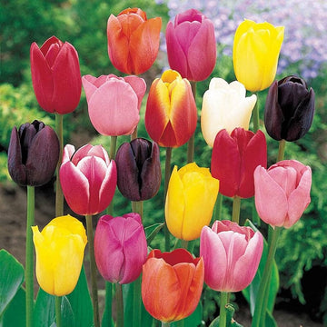 Red Tulip Flower Seeds