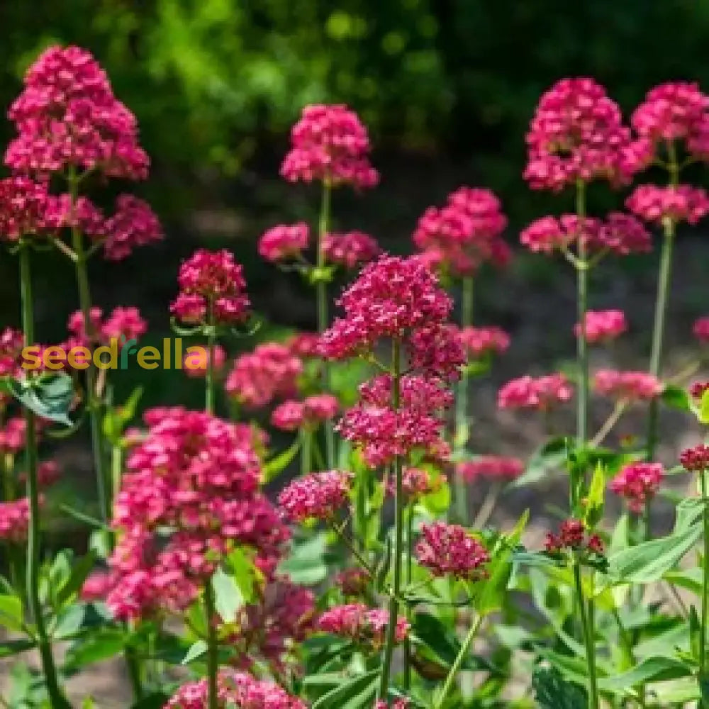 Red Valerian Flower Seeds For Planting - Vibrant Perennial Blooms