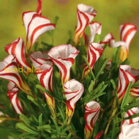 Red White Candy Cane Flower Seeds For Planting  Vibrant Annual Blooms