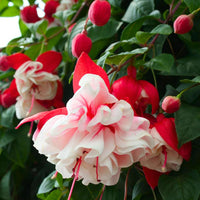 Red White Fuchsia seeds for borders and garden beds