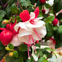 Red White Fuchsia seeds for vibrant garden blooms