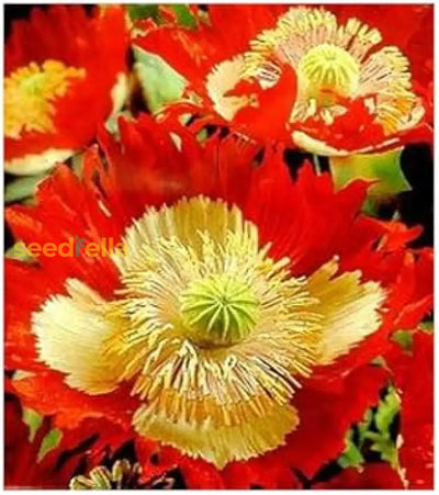 100 Pcs