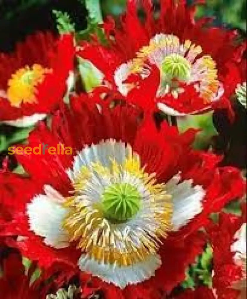 Red Yellow Danish Flag Flower Seeds For Planting  Vibrant Annuals A Colorful Garden