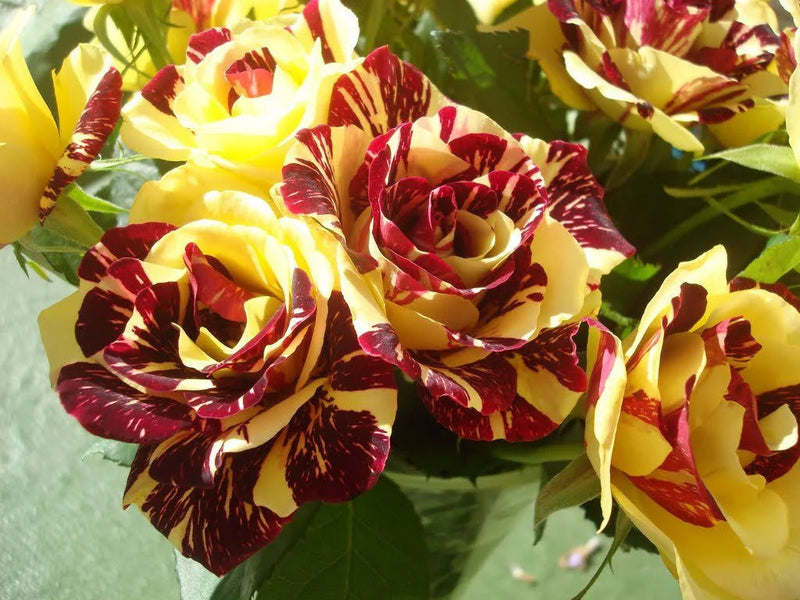 Red and yellow rose seeds for planting