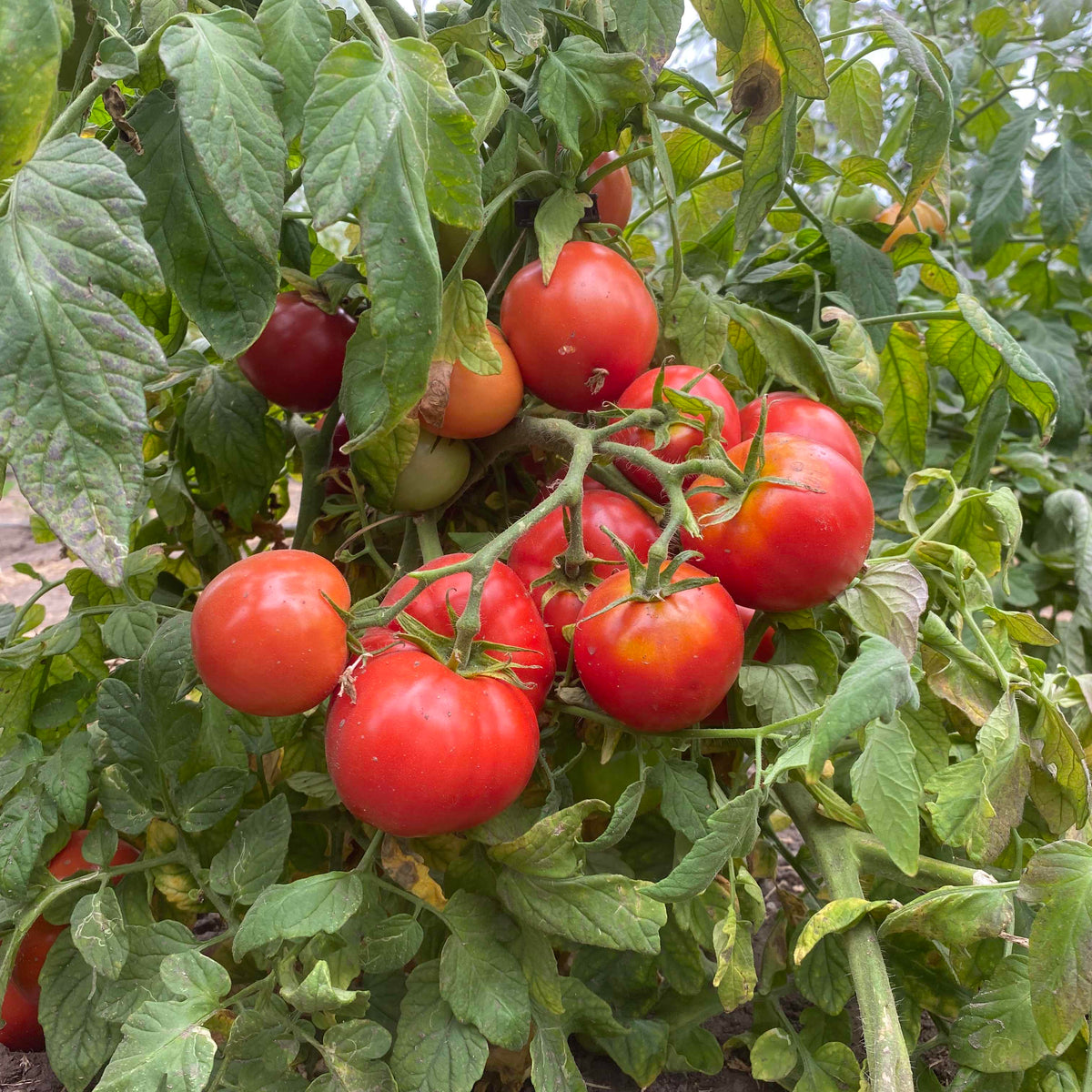 Arctic Plenty seedlings with healthy growth