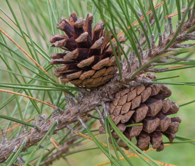 Brown Resinosa Tree Seeds for Planting