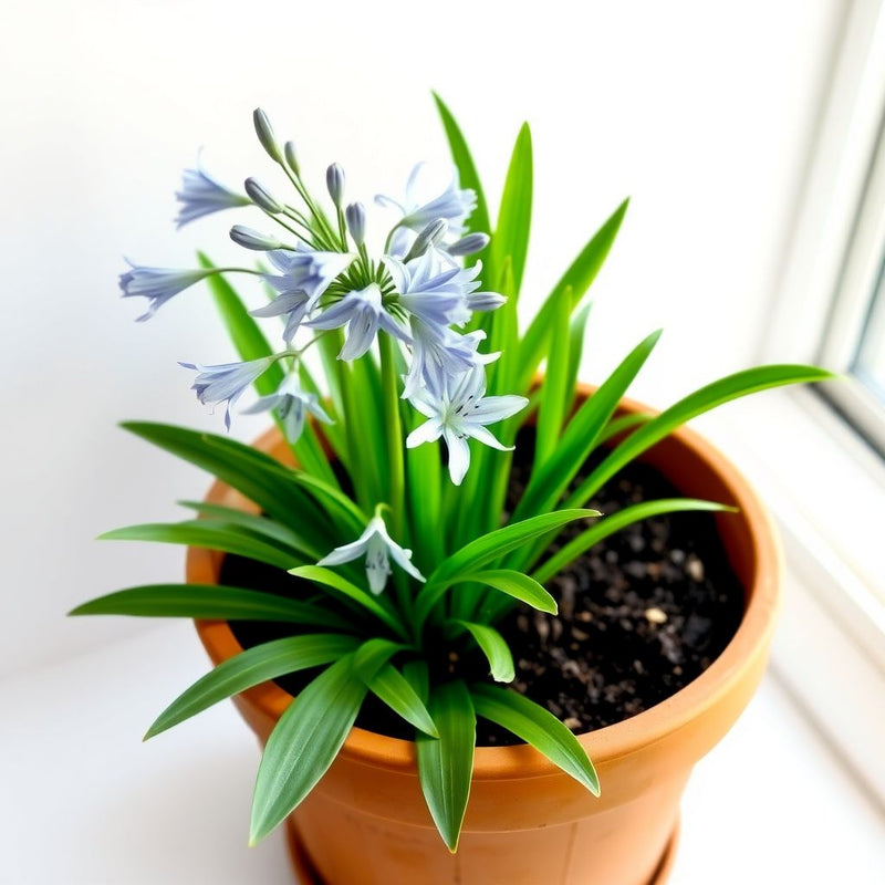 Agapanthus Planting Seeds for Large Blooms