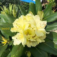 Rhododendron Yellow Flower Seeds - Perfect For Planting In Your Garden