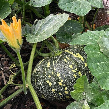 Rican Pumpkin Cucurbita spp seeds for planting