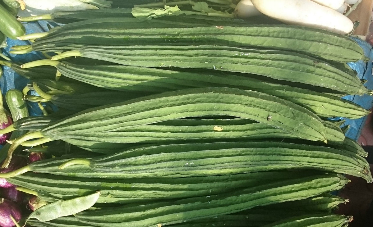 Ridge gourd seeds suitable for home gardening