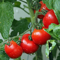 Ripe Cherry Tomatoes ready for harvest
