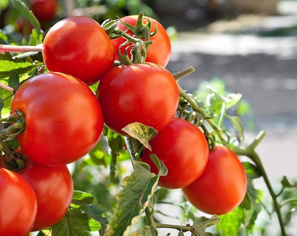 Ripe German Tomatoes ready for harvest