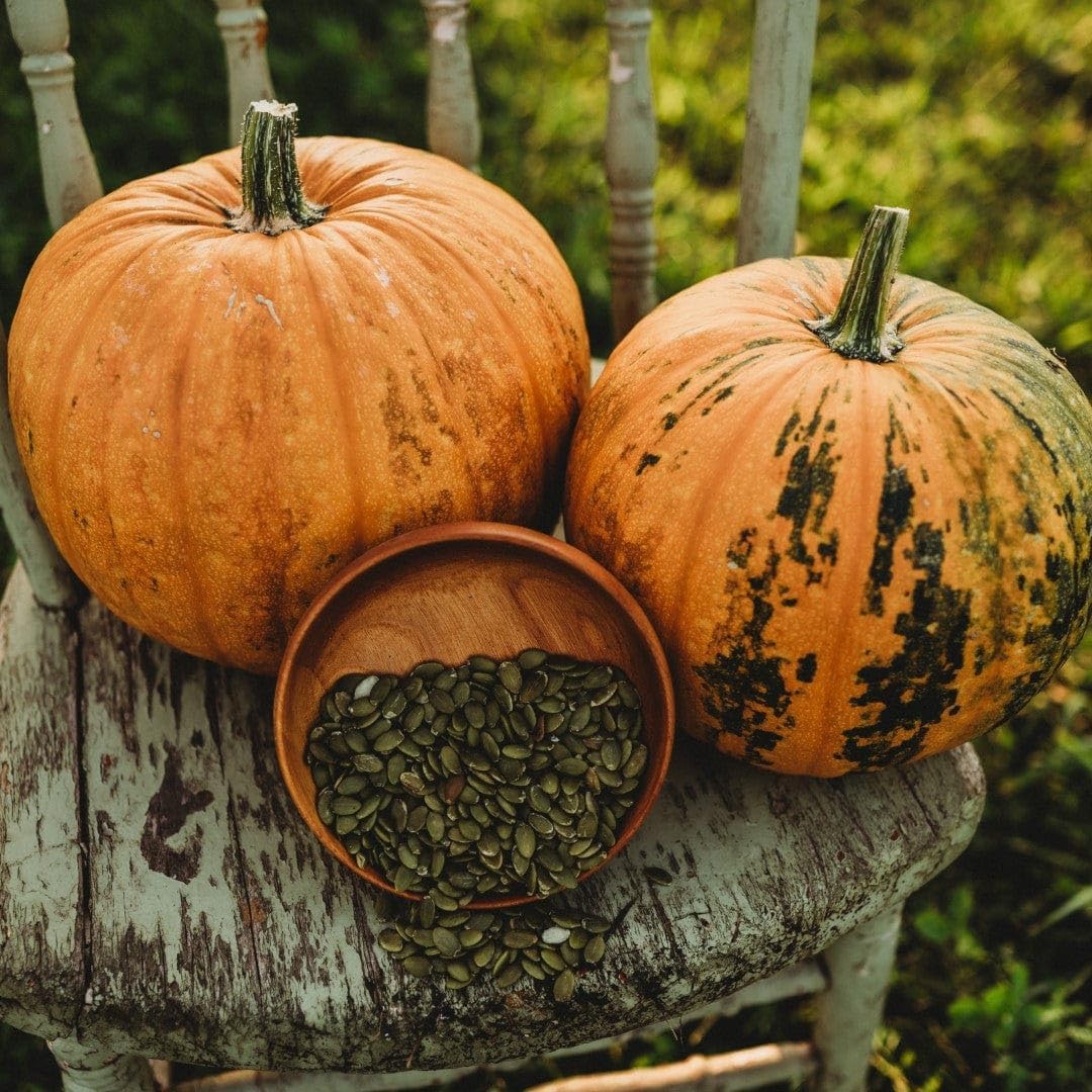 Ripe Cucurbita pepo pumpkins ready for harvest