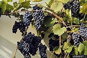 Riverbank Grape seeds for planting