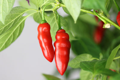 100 Pcs