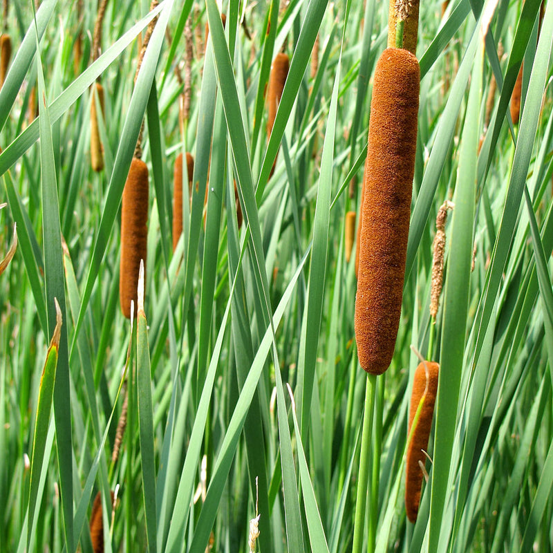 Brown Sausage Seeds for Planting