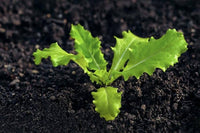 Romaine Lettuce seedlings sprouting from Non GMO Lactuca sativa seeds